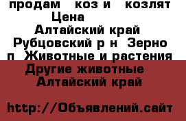 продам 8 коз и 6 козлят › Цена ­ 25 000 - Алтайский край, Рубцовский р-н, Зерно п. Животные и растения » Другие животные   . Алтайский край